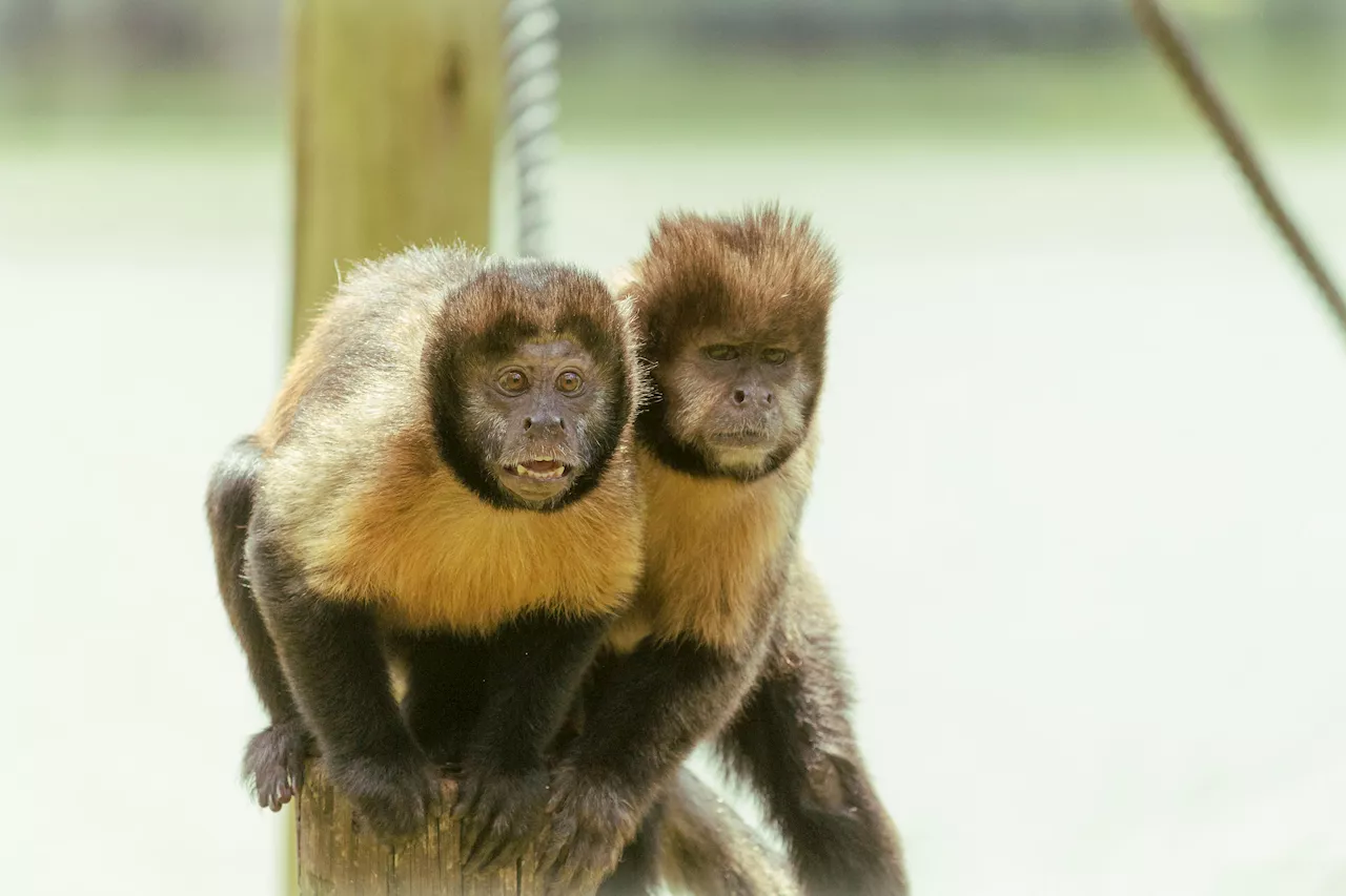 Animais sentem ciúmes como os seres humanos? Cientistas respondem