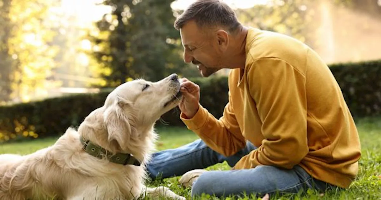 No fue como creías: revelan cuál fue el primer perro doméstico que habitó la Tierra