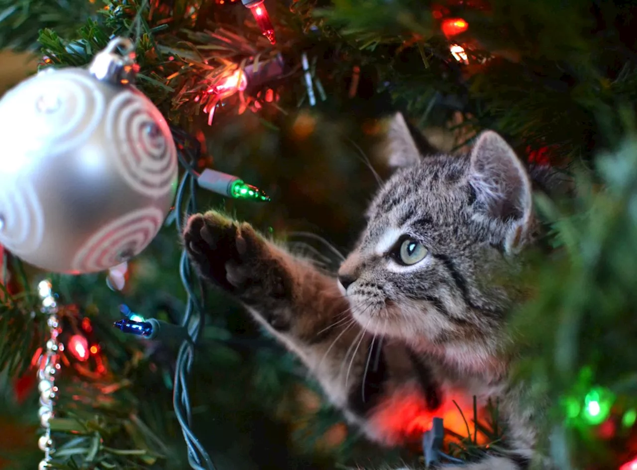 How to keep pets safe from holiday decorations