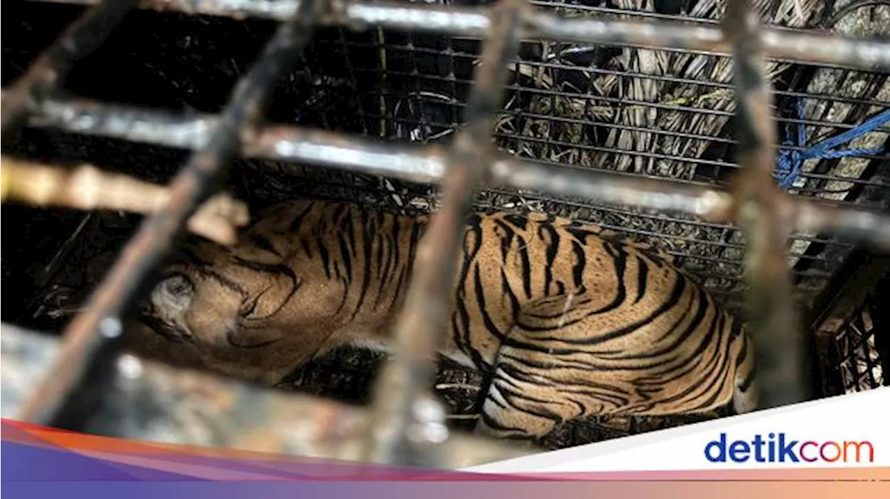 Harimau yang Diduga Tewaskan Warga Lampung September Lalu Tertangkap