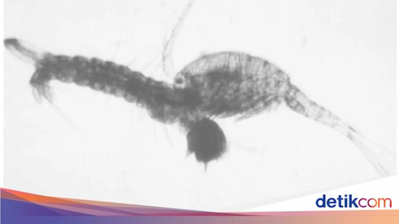 Mengenal Copepod, Si Imut Rakus Pemakan Jentik Nyamuk