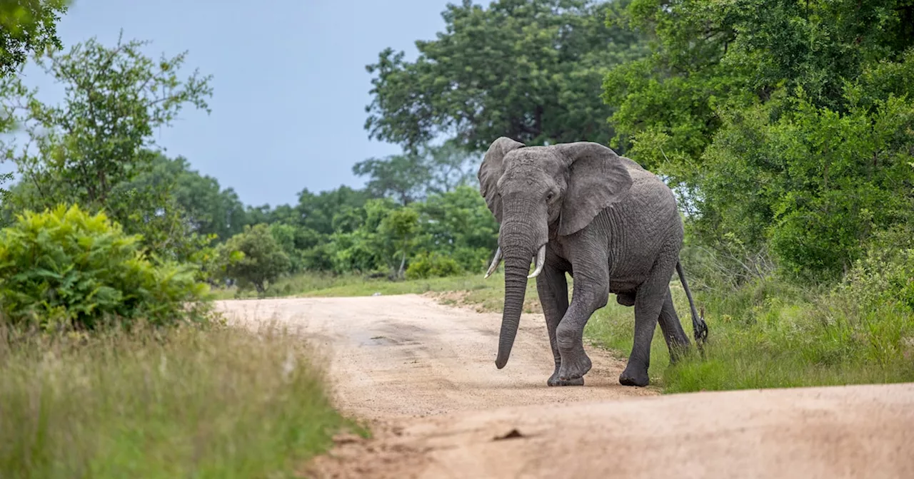 Elefant trampelt Urlauberin in beliebtem Nationalpark in Thailand zu Tode