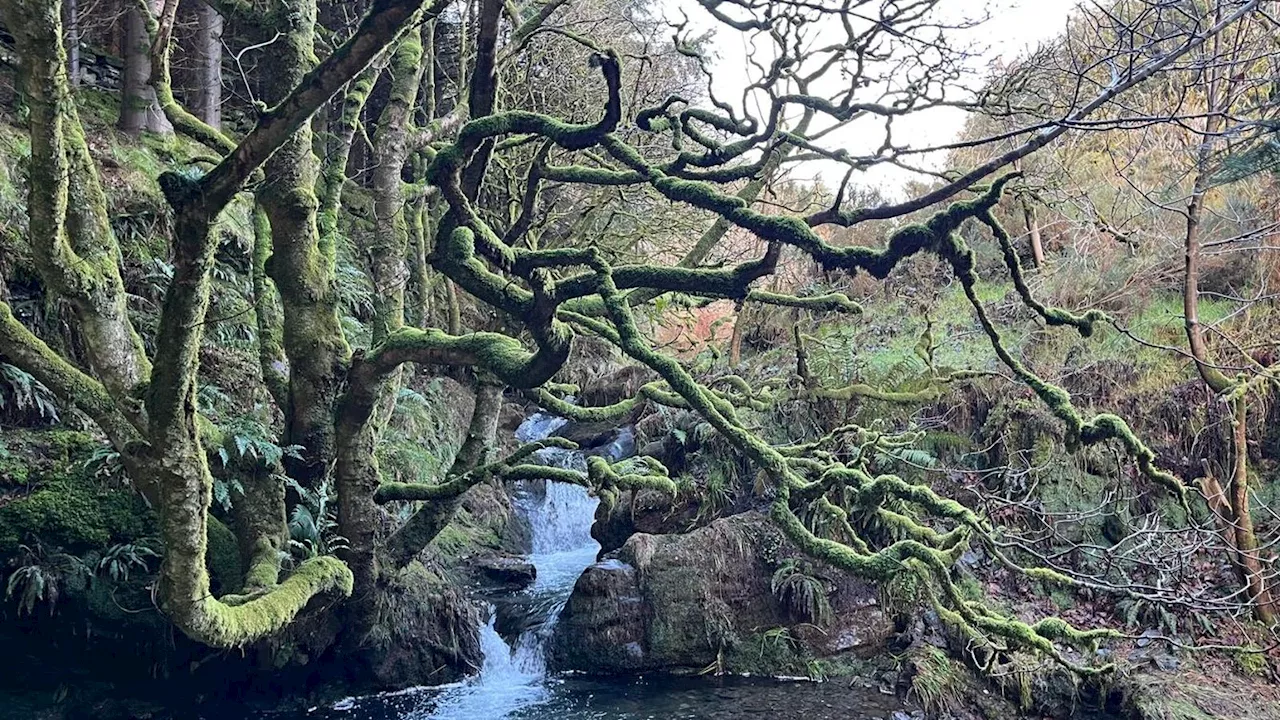 Bringing Back Rainforests To The Isle Of Man