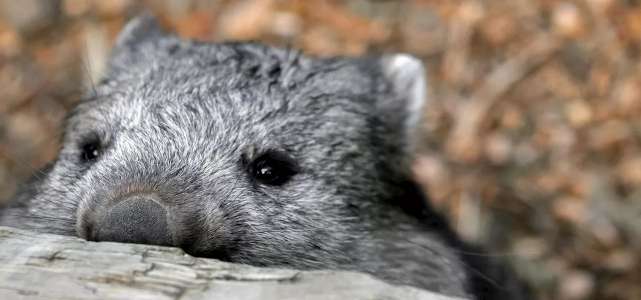 This Adorable Animal’s Secret Weapon Against Predators—And To Flirt With Potential Mates—Is Its Butt