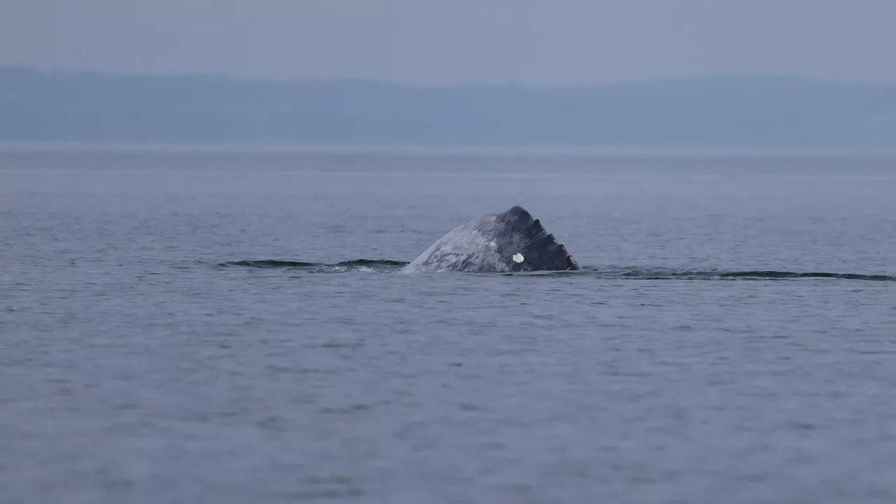 Salish Sea welcomes first Gray Whale of the season as 'Little Patch' returns