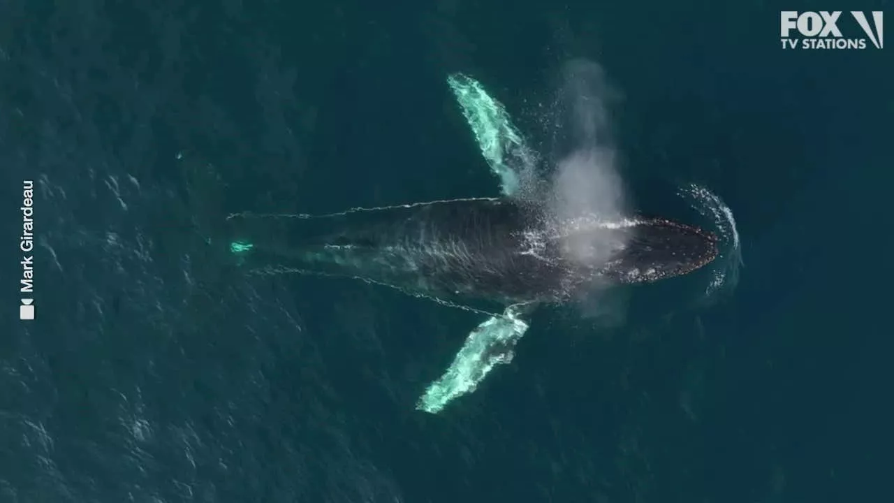 Rescue teams monitoring entangled humpback whale seen off Orange County coast