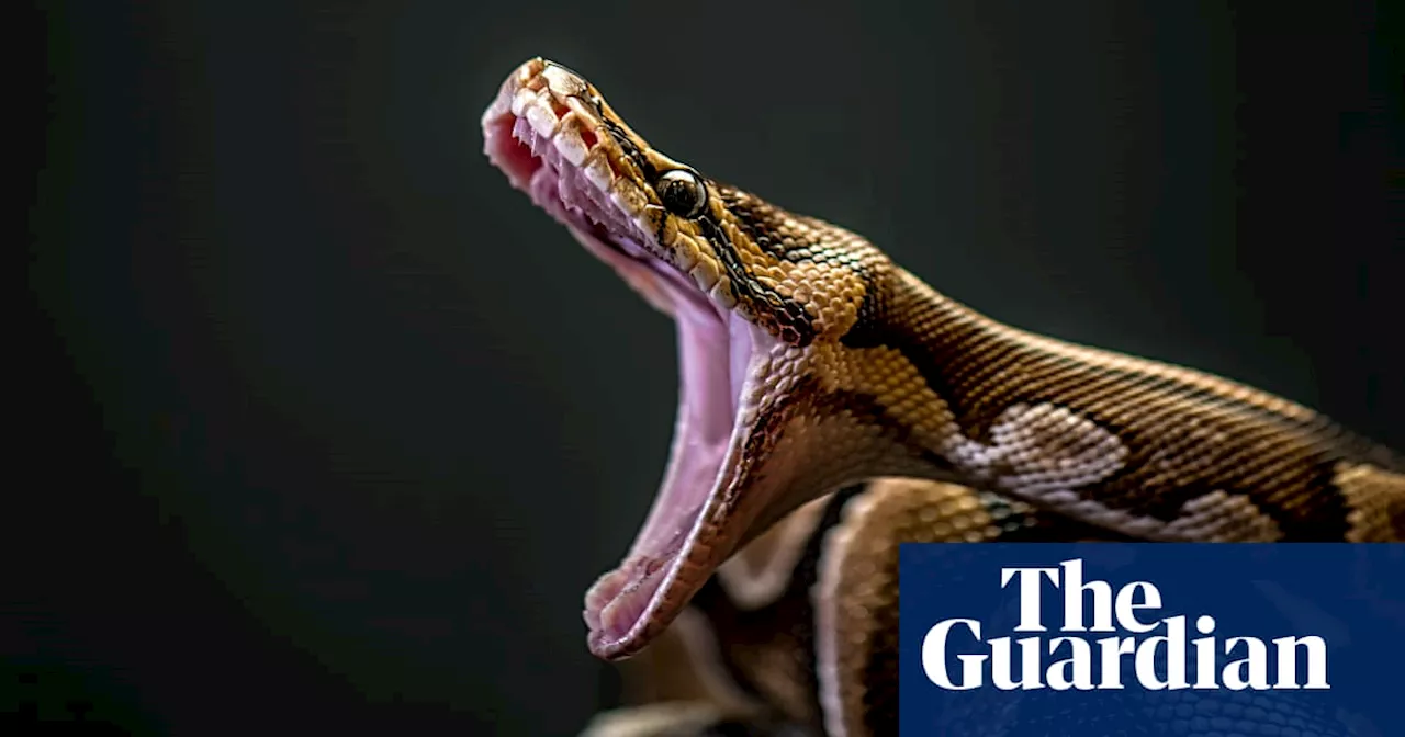 The Burmese python problem: how 20ft predators are wreaking havoc on the Everglades