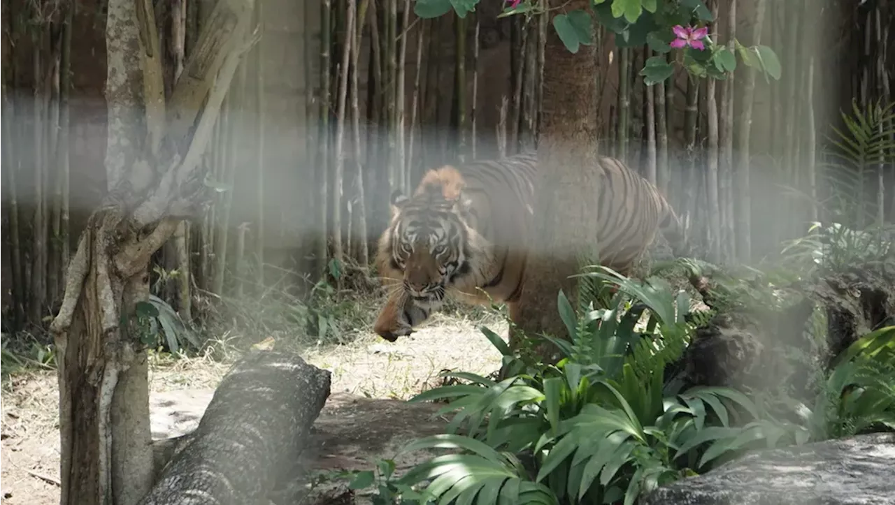 Harimau Masuk Kandang Jebak Lagi, Konflik dengan Manusia Kian Runcing di Lampung