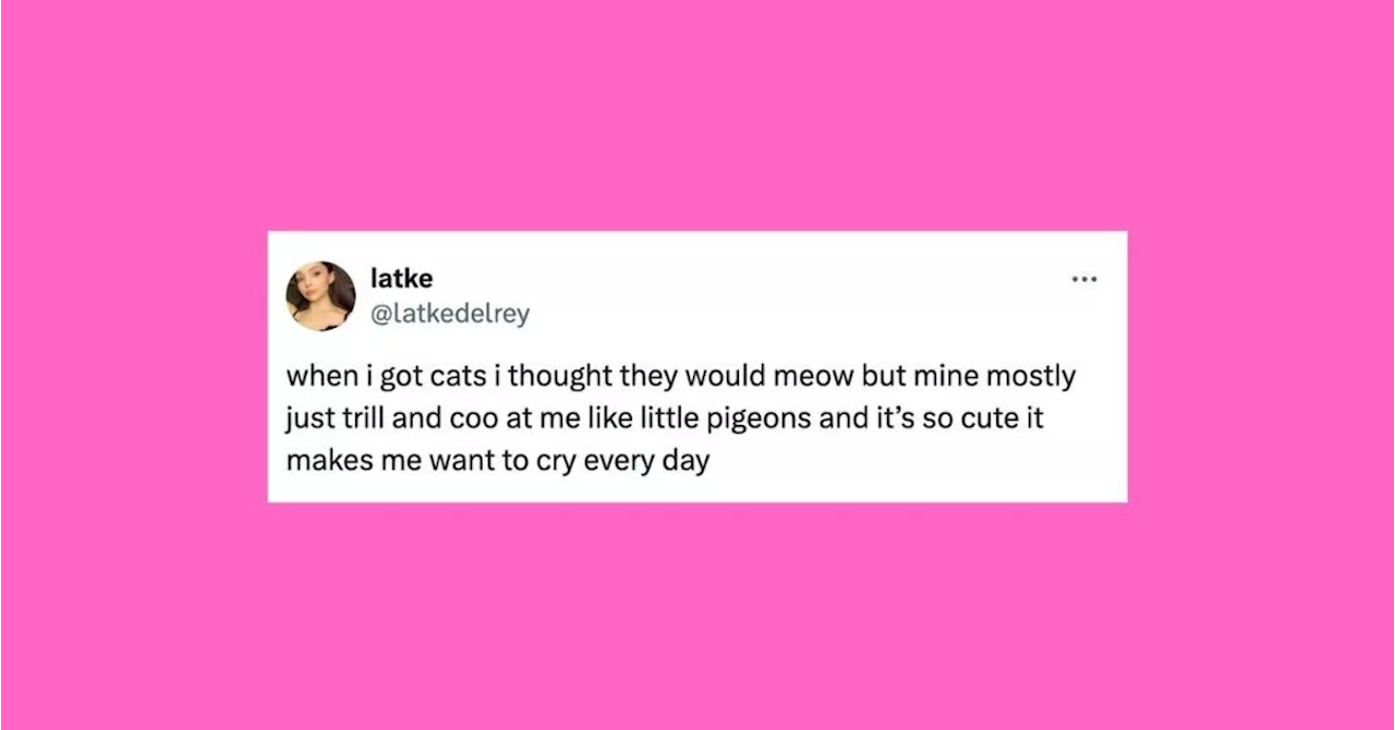 24 Of The Funniest Tweets About Cats And Dogs This Week (Dec. 6-13)