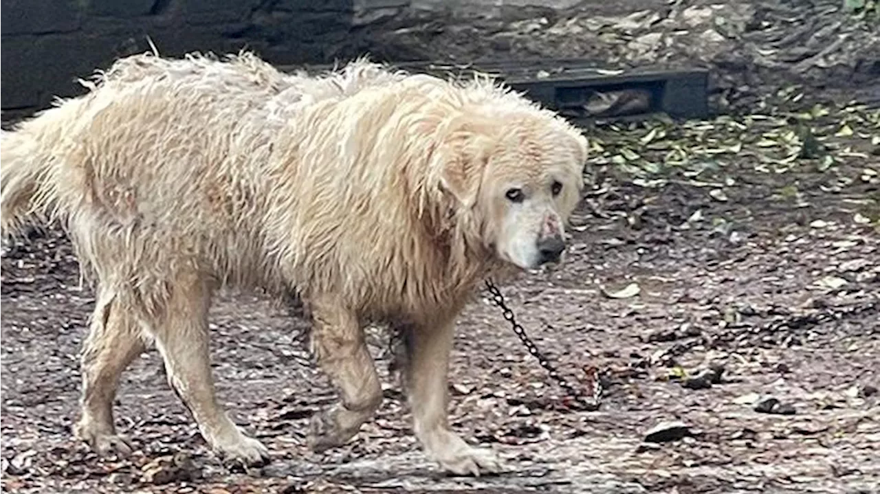 Denunciado por tener un perro 'encadenado día y noche' en Ger, Girona