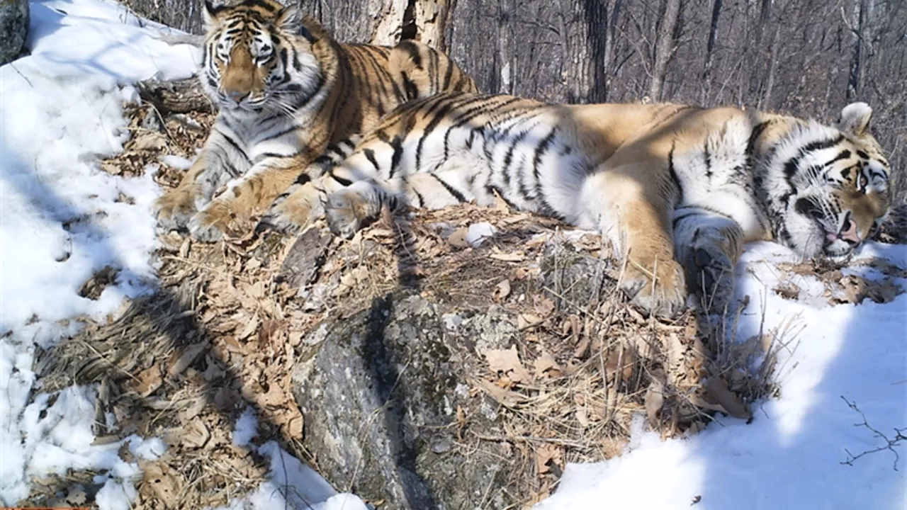 Siberian tiger travels 124 miles across Russia to reunite with girlfriend