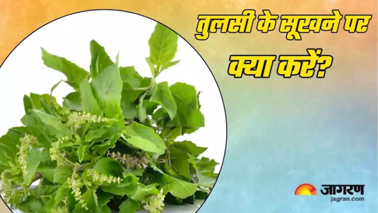 Tulsi Puja: अशुभ संकेत देता है तुलसी का सूख जाना, इस तरीके से करें इसकी देखभाल