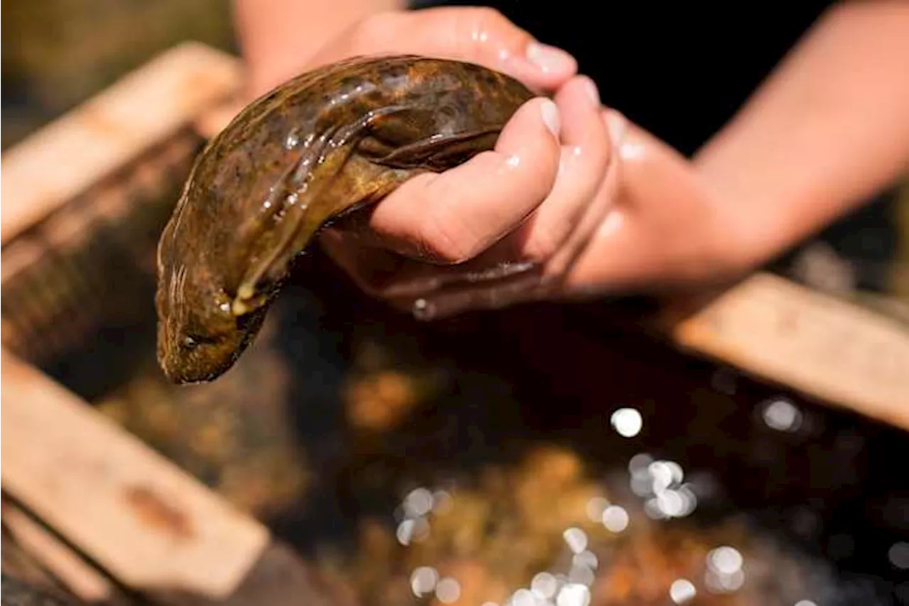 Feds propose protection for giant salamanders devastated by Hurricane Helene