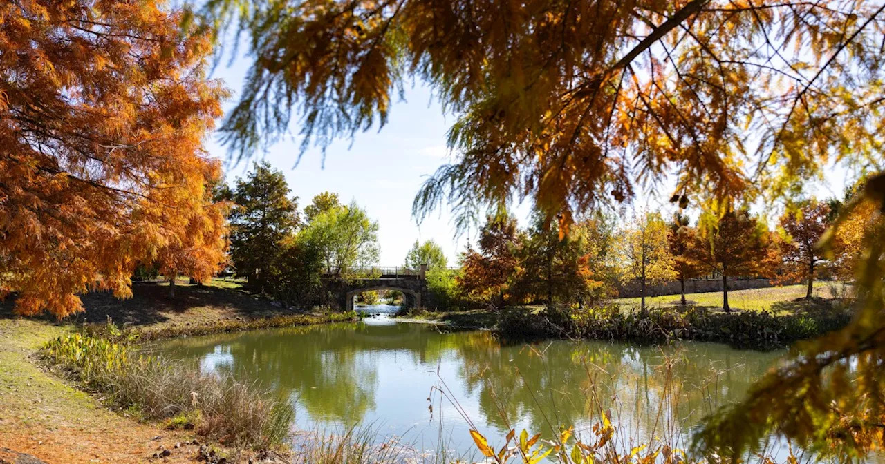 Austin's fall foliage is here — but only for a fleeting moment