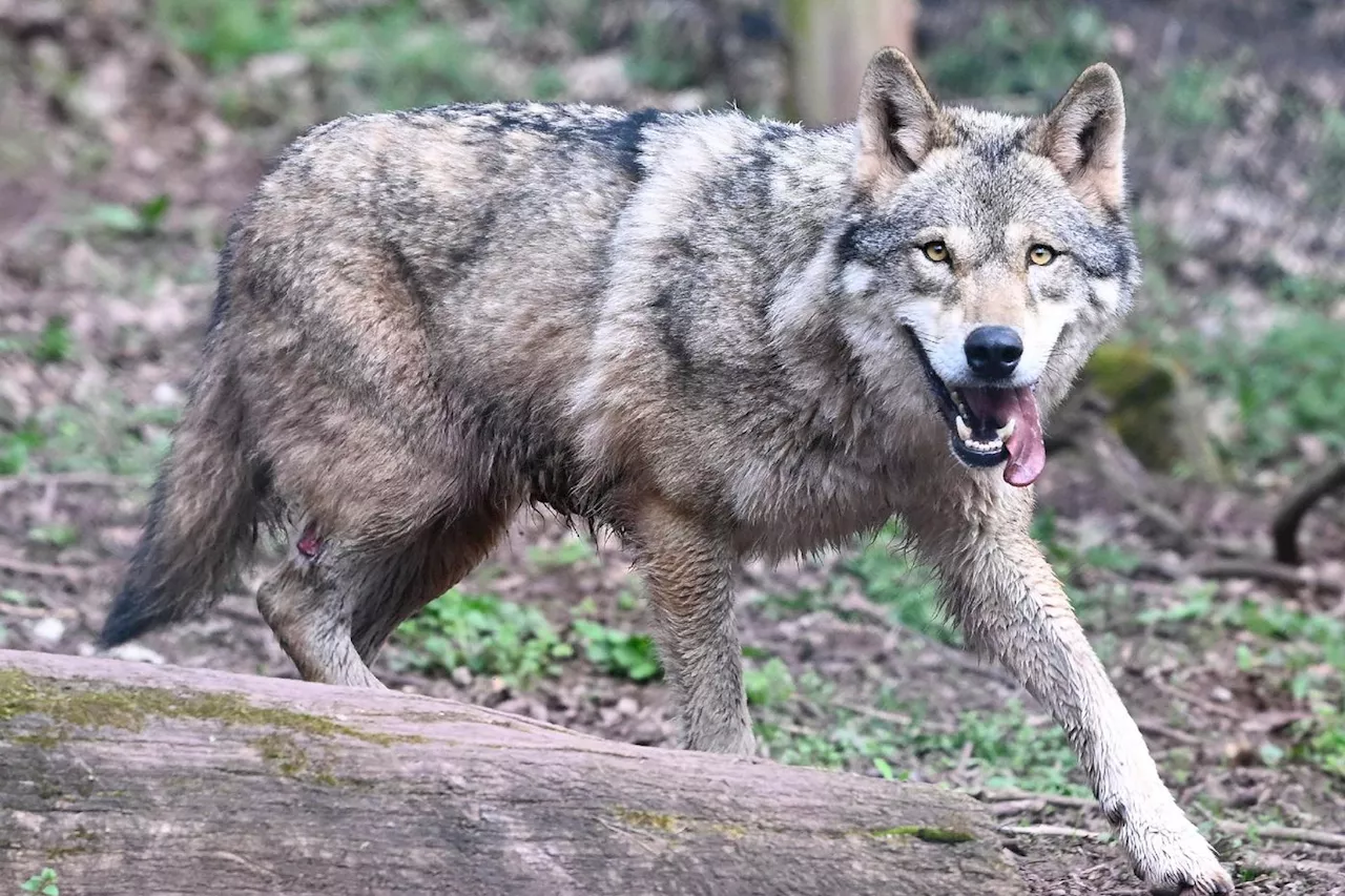 L'Etat autorise à abattre jusqu'à 192 loups en 2025, pas assez pour les éleveurs