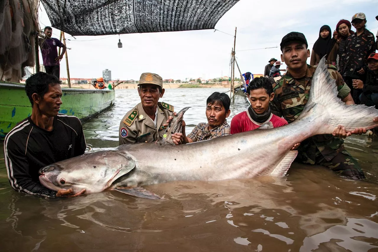 Six poissons-chats géants rares font surface au Cambodge