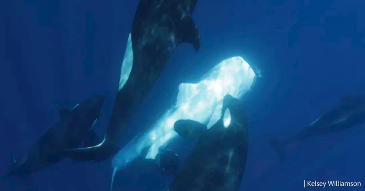 Orcas are hunting whale sharks off Baja. Is there anything they can't take down?