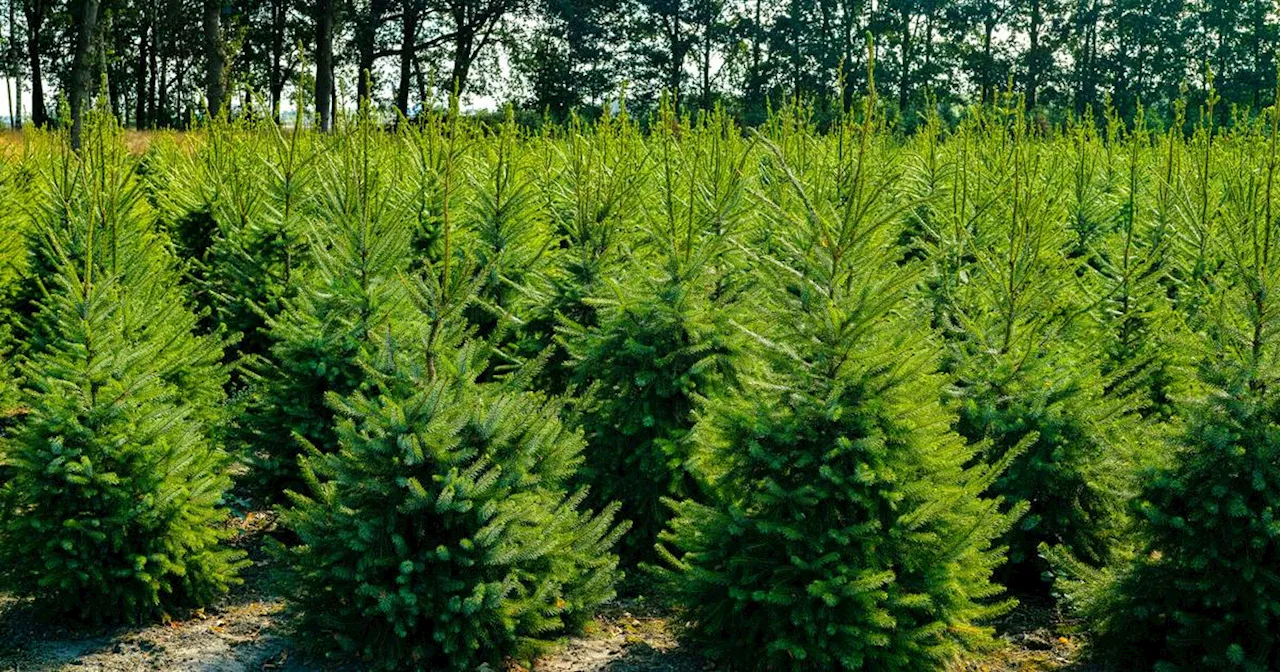 Le sapin de Noël : savez-vous où et comment ils sont cultivés ?