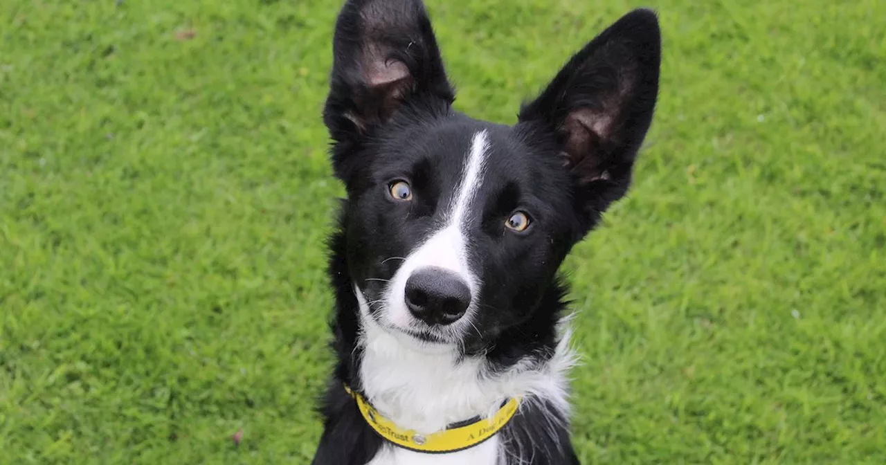 12 dogs of Christmas at Dogs Trust Leeds in search of their forever homes