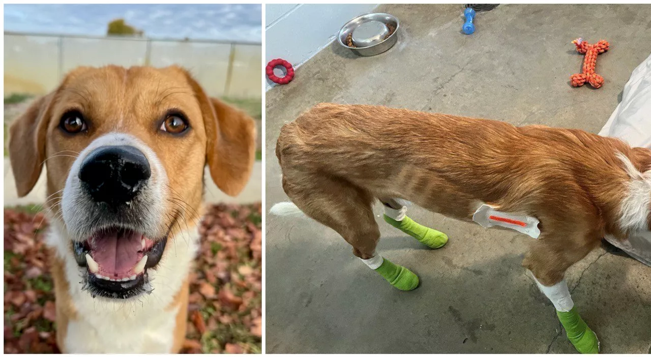 Il cane Sunny, trascinato da un camion per 200 metri e abbandonato. Ora ha una nuova famiglia: «È stato lui a