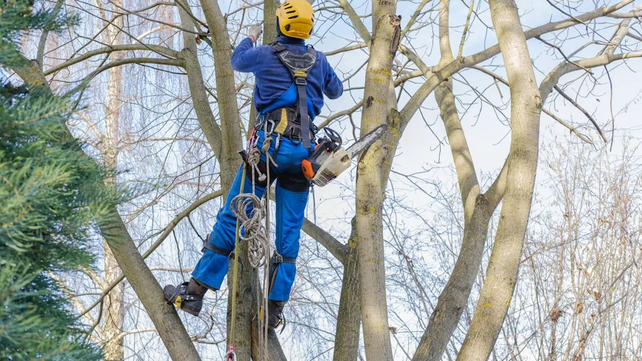 Élagage et taille d’arbre à domicile