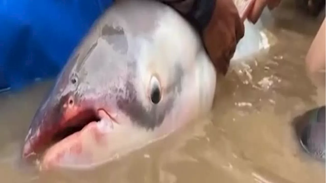 Cambogia, trovati sei esemplari di pesce gatto gigante del Mekong