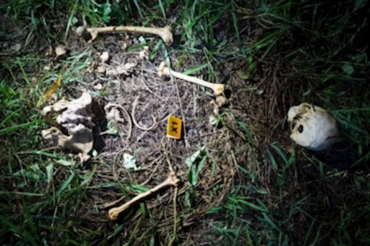 Passer-by finds human remains, including skull and bones, on Miri-Bintulu road