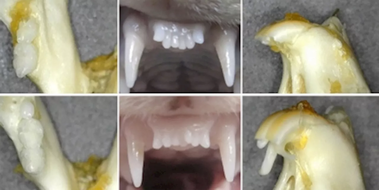 Smile, no dentures needed: Japanese researchers test pioneering drug to regrow teeth