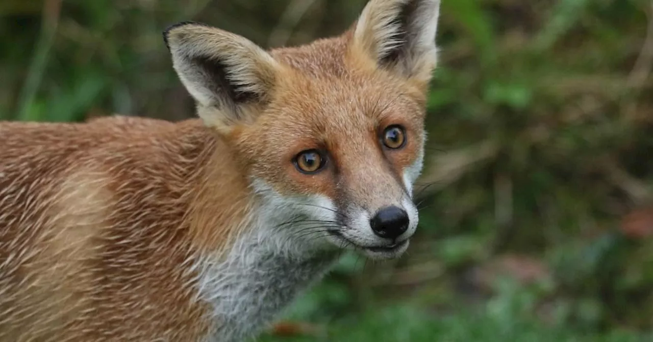 Beheaded fox with a sex toy up its bottom found on street