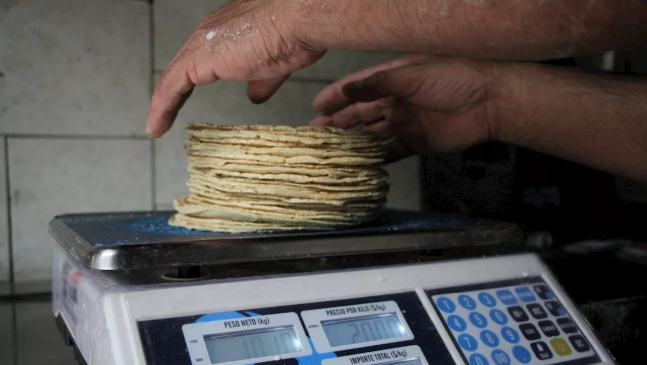 Comerciantes afirman que no hay condiciones para reducir el precio de la tortilla en 2025