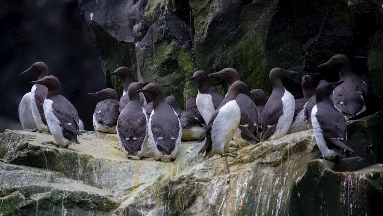 Ola de calor mata a millones de aves marinas en Alaska