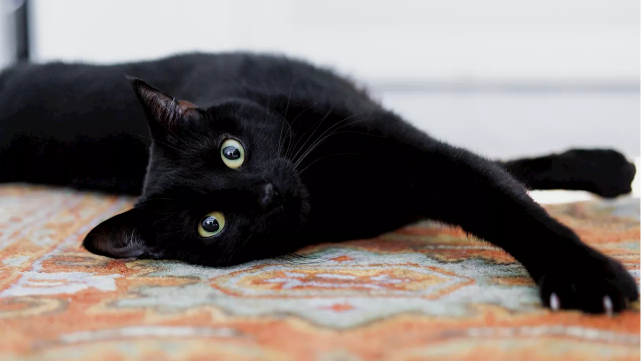 Pasadena Humane invites feline fans to ‘Celebrate Black Cats' on Friday the 13th