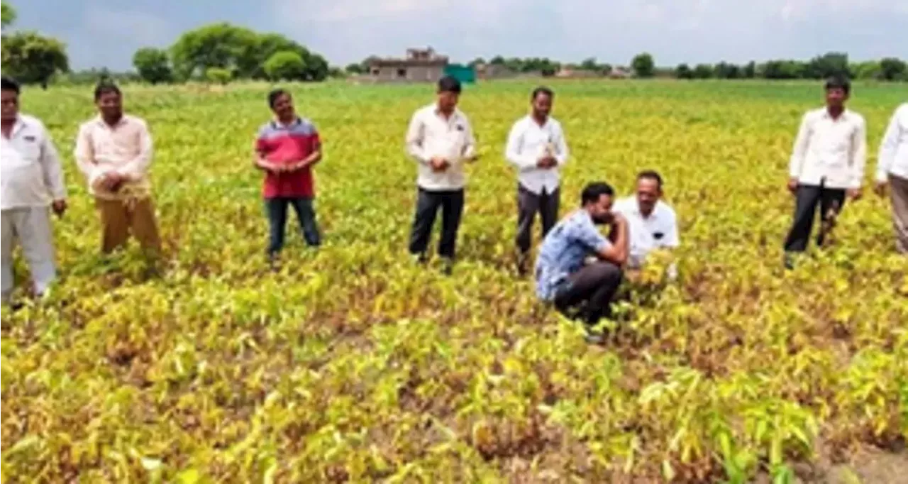 भारतीय एग्रोकेमिकल सेक्टर अगले वित्त वर्ष में 9 प्रतिशत की दर से बढ़ने का अनुमान: रिपोर्ट