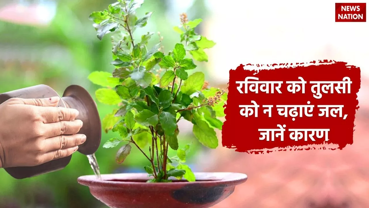 Tulsi Puja Niyam: तो इस वजह से रविवार के दिन तुलसी के पौधे पर नहीं चढ़ाते जल