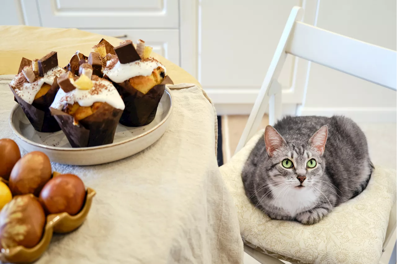 Cat Helping Owner Bake Chocolate Cake Delights Internet: 'Sous Chef'