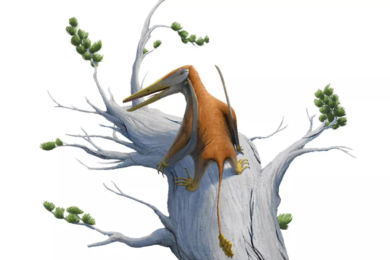 Flying Reptile Fossil Discovery Challenges Pterosaur History