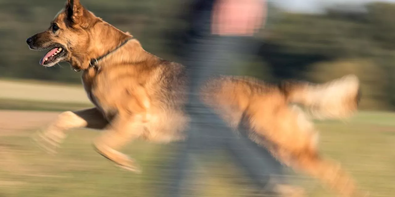 Frau in Franken von eigenem Hund gebissen: Hundef&uuml;hrer und Polizei m&uuml;ssen einschreiten