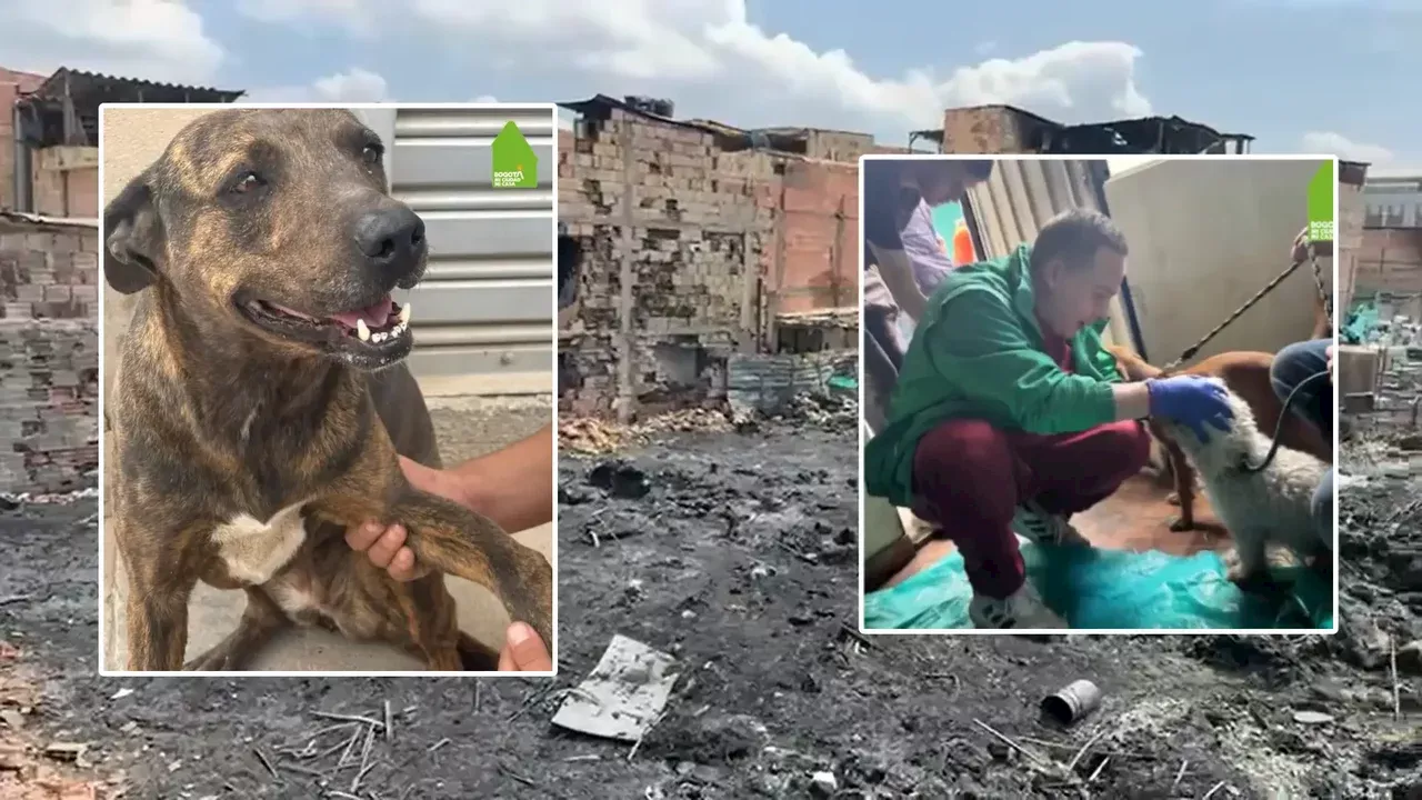 Tres perritos resultaron afectados tras el reciente incendio en la localidad de Bosa