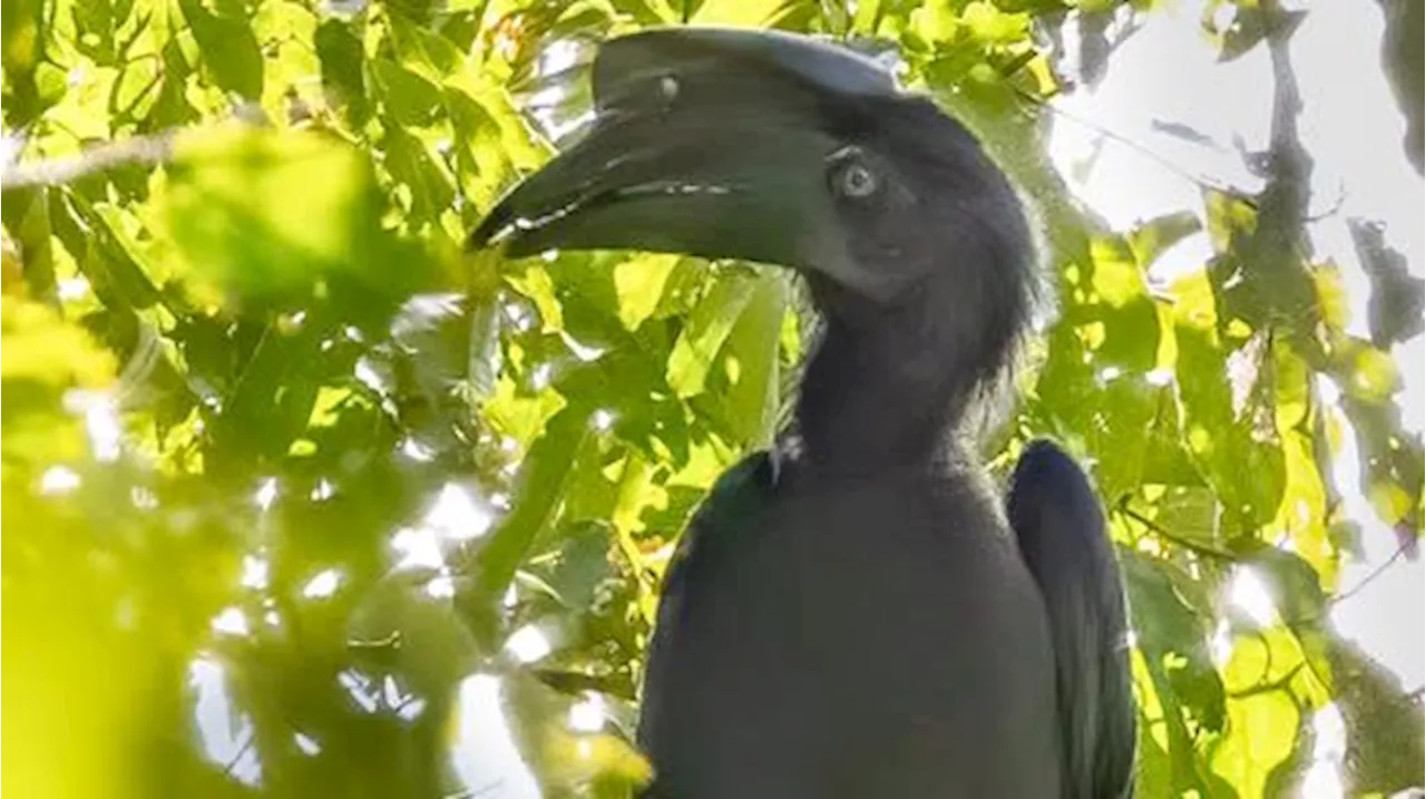 In search of one of the rarest birds: The struggle to save the Sulu hornbill