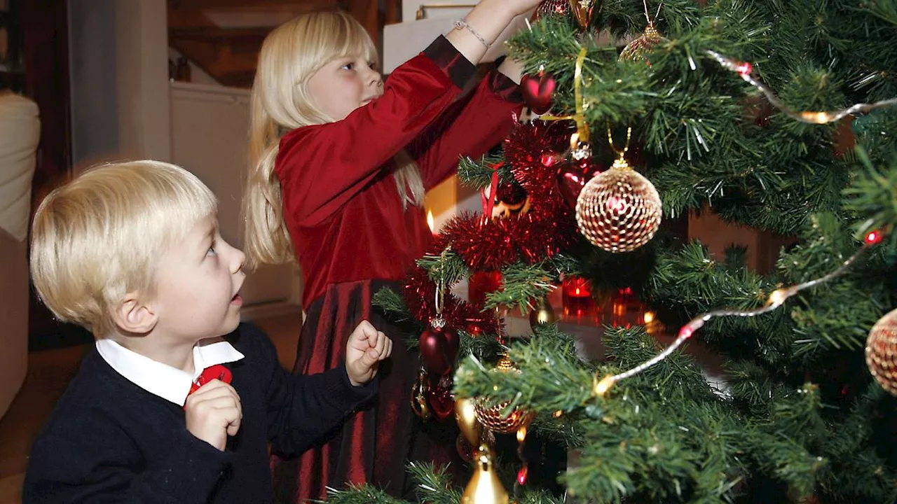 Insekten im Weihnachtsbaum: Welche Krabbeltiere wir uns mit der Tanne ins Haus holen