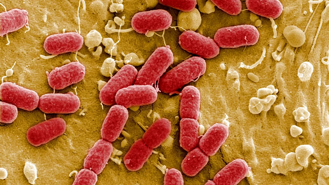 Attempts to create synthetic 'mirror' bacteria must be stopped as it could kill off humans, scientists warn