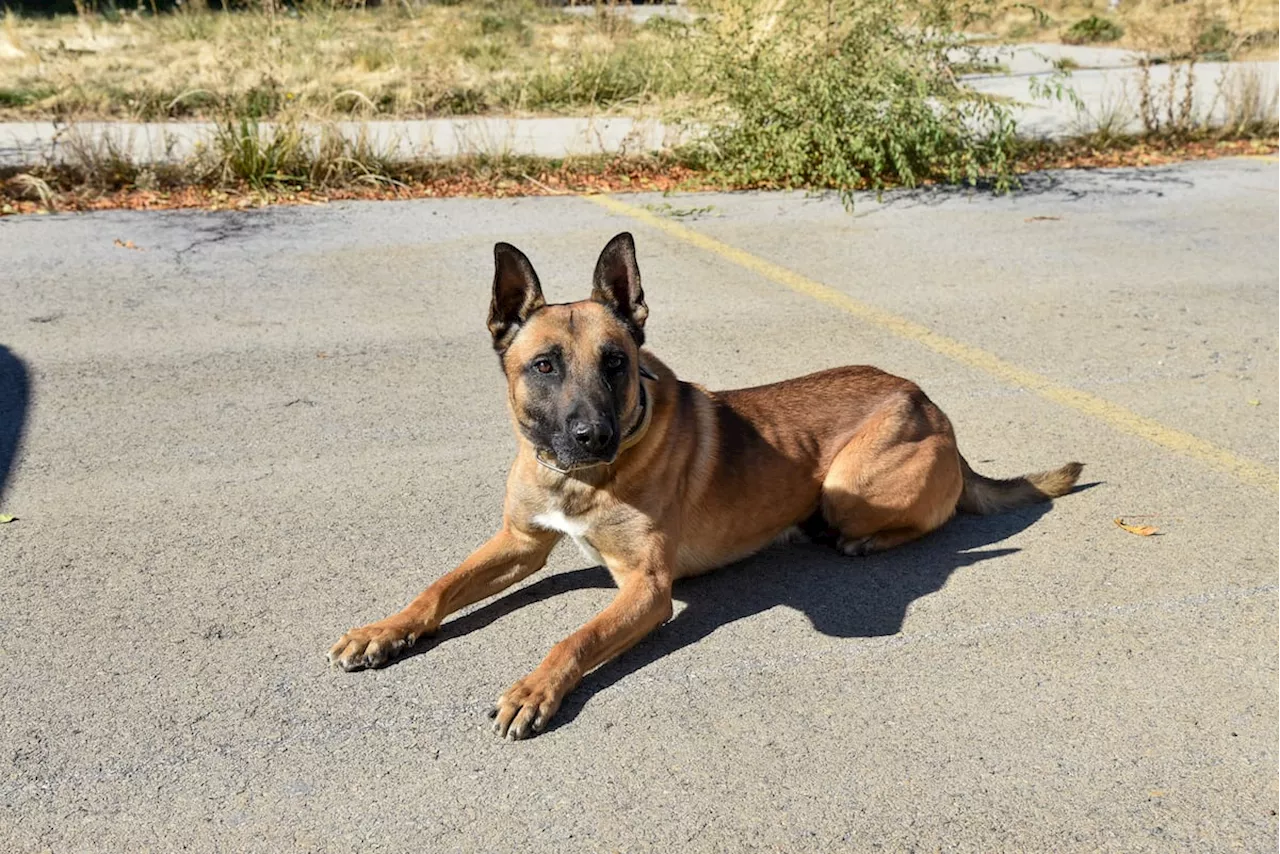 Utah officer won’t be charged in death of K-9 left in hot police car