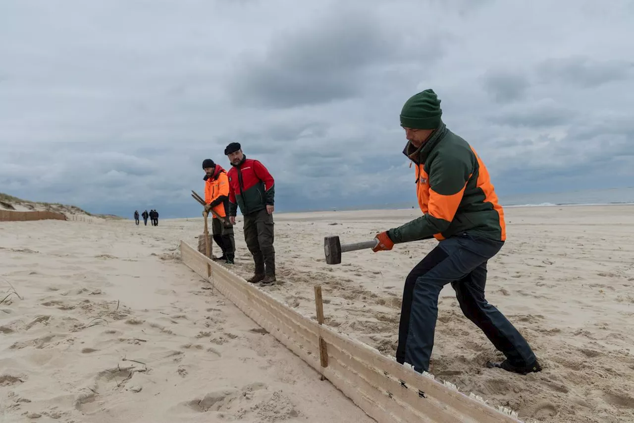 Contre l’érosion éolienne, l’ONF expérimente sur les dunes des Landes et de Gironde des filets en fibres naturelles français