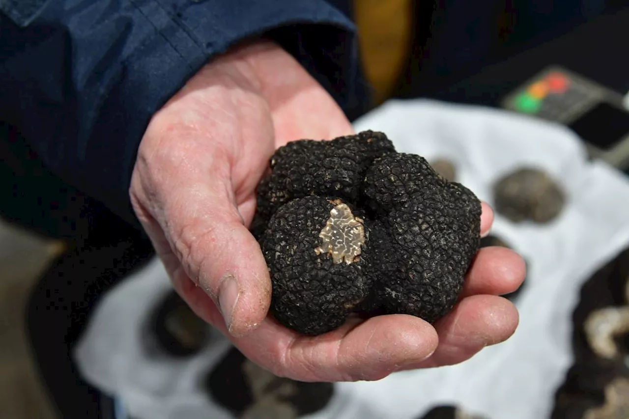 Truffes : comment éviter les arnaques et « se faire plaisir » ?