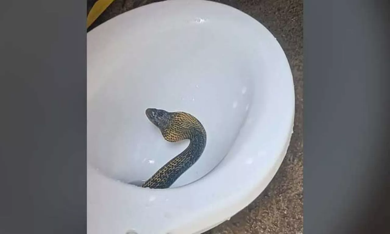 Snake found in toilet