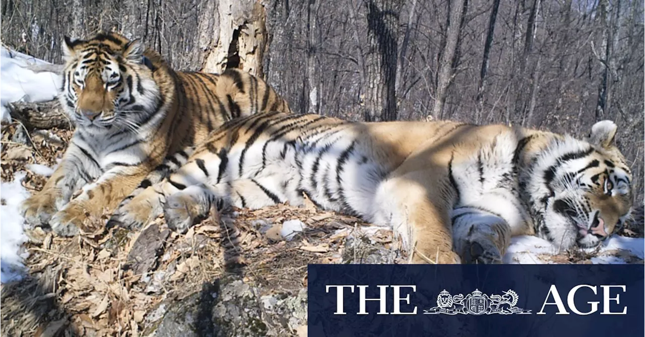 200km of Russian forest couldn’t keep these two tigers apart