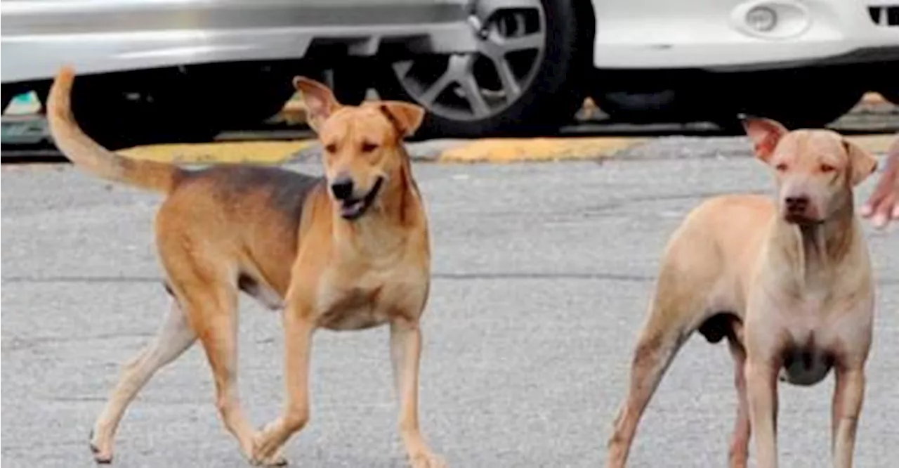 Kanak-kanak 10 tahun cedera selepas dikejar anjing liar