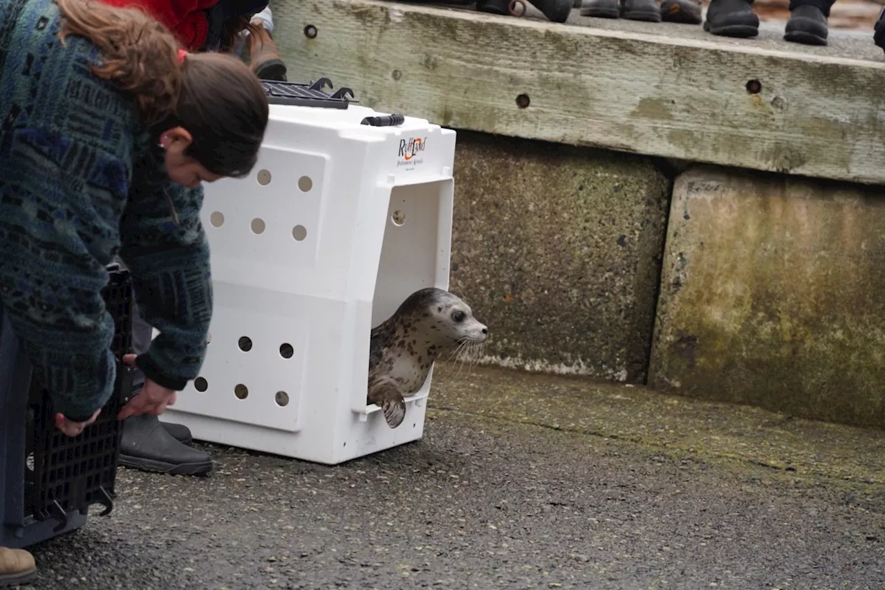 See these cute baby rescue seals released at Porteau Cove