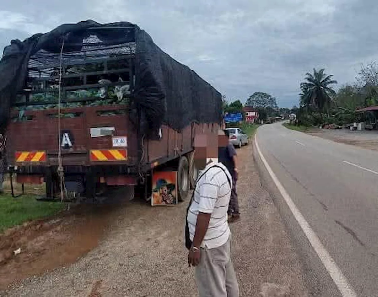 PGA tahan lelaki bawa anak pokok seludup RM4.5 juta