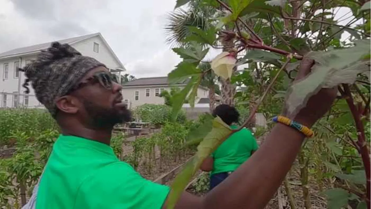 Local organization addresses food insecurity through community gardens, education